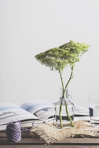 A leafy branch in a glass vase on white