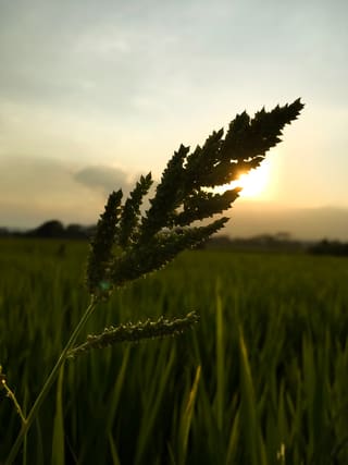 Rice plants lit from behind by a low sun